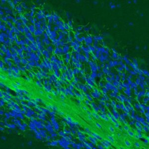 Monoclonal Anti-MOG antibody produced in mouse 