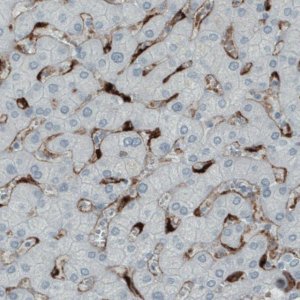 Monoclonal Anti-MRC1 antibody produced in mouse 