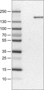 Monoclonal Anti-MST1R antibody produced in mouse 