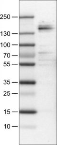 Monoclonal Anti-MST1R antibody produced in mouse 