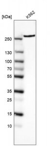 Monoclonal Anti-MTOR antibody produced in mouse AMAB91508-100UL