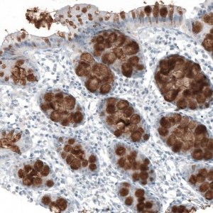 Monoclonal Anti-MUC2 antibody produced in mouse AMAB91542-100UL