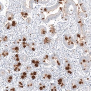 Monoclonal Anti-MUC2 antibody produced in mouse AMAB91542-100UL