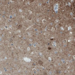 Monoclonal Anti-NECAB2 antibody produced in mouse 