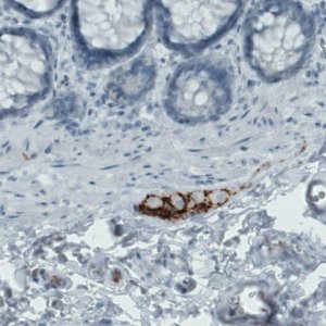 Monoclonal Anti-NECAB2 antibody produced in mouse 