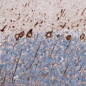 Monoclonal Anti-NEFL antibody produced in mouse 