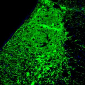 Monoclonal Anti-NET antibody produced in mouse 