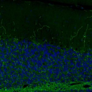 Monoclonal Anti-NET antibody produced in mouse 