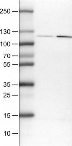 Monoclonal Anti-NLRP3 antibody produced in mouse 