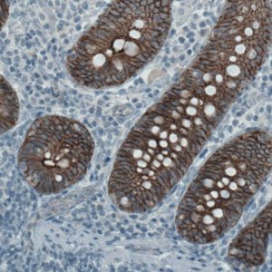 Monoclonal Anti-OCLN antibody produced in mouse 