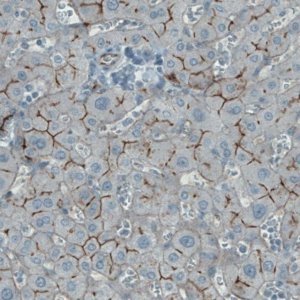 Monoclonal Anti-OCLN antibody produced in mouse 