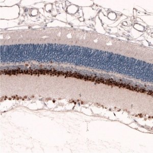 Monoclonal Anti-PAX6 antibody produced in mouse 