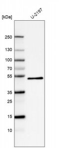 Monoclonal Anti-PCOLCE antibody produced in mouse 