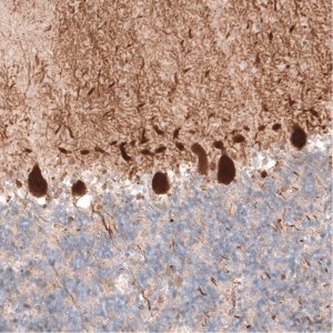 Monoclonal Anti-PCP4 antibody produced in mouse 