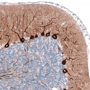 Monoclonal Anti-PCP4 antibody produced in mouse 