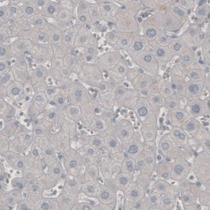 Monoclonal Anti-PDCD1 antibody produced in mouse 