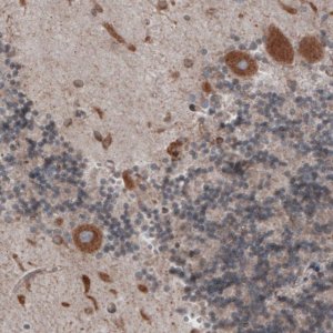 Monoclonal Anti-PDIA3 antibody produced in mouse 