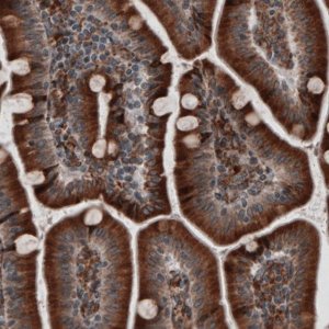 Monoclonal Anti-PDIA3 antibody produced in mouse 