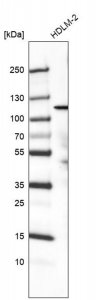 Monoclonal Anti-PIK3CA antibody produced in mouse AMAB91513-100UL
