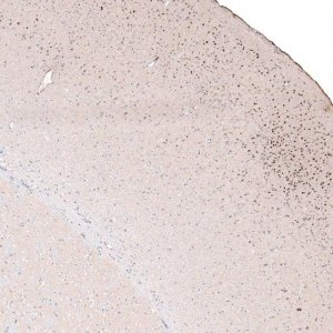 Monoclonal Anti-POU3F2 antibody produced in mouse 