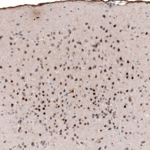 Monoclonal Anti-POU3F2 antibody produced in mouse 