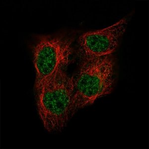 Monoclonal Anti-POU5F1 antibody produced in mouse AMAB91477-100UL