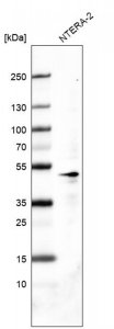 Monoclonal Anti-POU5F1 antibody produced in mouse AMAB91477-100UL