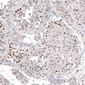 Monoclonal Anti-PRAME antibody produced in mouse 