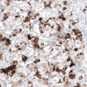 Monoclonal Anti-PRL antibody produced in mouse 