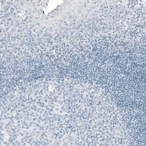 Monoclonal Anti-PRL antibody produced in mouse 