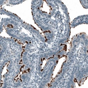 Monoclonal Anti-PROM1 antibody produced in mouse AMAB91494-100UL