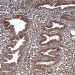 Monoclonal Anti-RBCK1 antibody produced in mouse 
