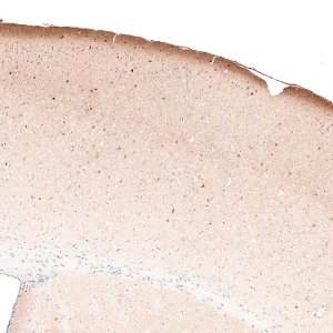 Monoclonal Anti-RELN antibody produced in mouse 