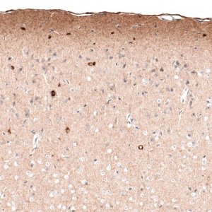 Monoclonal Anti-RELN antibody produced in mouse 