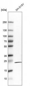 Monoclonal Anti-RGS5 antibody produced in mouse 