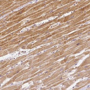 Monoclonal Anti-RHOT1 antibody produced in mouse 