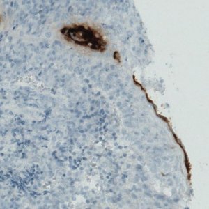Monoclonal Anti-RNASE7 antibody produced in mouse 