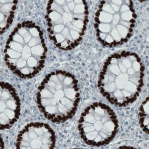 Monoclonal Anti-SATB2 antibody produced in mouse 