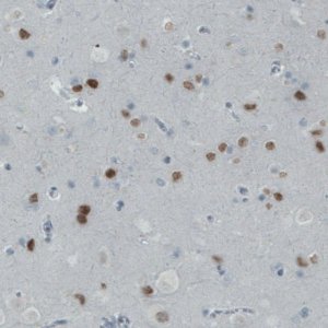 Monoclonal Anti-SATB2 antibody produced in mouse 