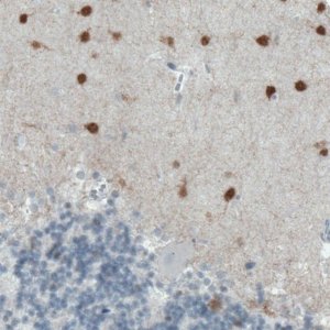 Monoclonal Anti-SCGN antibody produced in mouse 