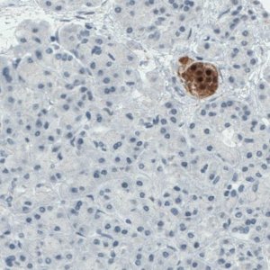 Monoclonal Anti-SCGN antibody produced in mouse 