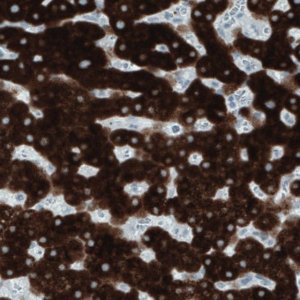 Monoclonal Anti-SLC27A5 antibody produced in mouse 