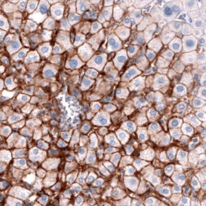 Monoclonal Anti-SLCO1B3 antibody produced in mouse 