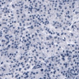 Monoclonal Anti-SLCO1B3 antibody produced in mouse 