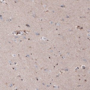 Monoclonal Anti-SOX10 antibody produced in mouse 