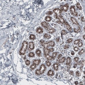 Monoclonal Anti-SOX10 antibody produced in mouse 