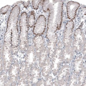 Monoclonal Anti-SOX21 antibody produced in mouse 