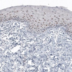 Monoclonal Anti-SOX21 antibody produced in mouse 