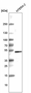 Monoclonal Anti-SOX3 antibody produced in mouse 