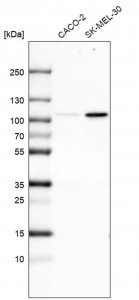 Monoclonal Anti-SOX6 antibody produced in mouse 